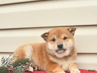 Shiba Inu dogs Rainbow - Ad 18