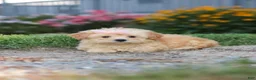 Maltipoo dogs for sale: Haven - Ad 9