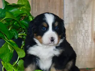 Bernese Mountain Dog dogs for sale: Max - Ad 1