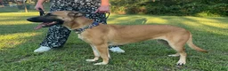 Mixed Breed dogs for sale: Katie - Ad 5