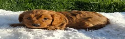 Cavapoo dogs for sale: Oscar  - Ad 2