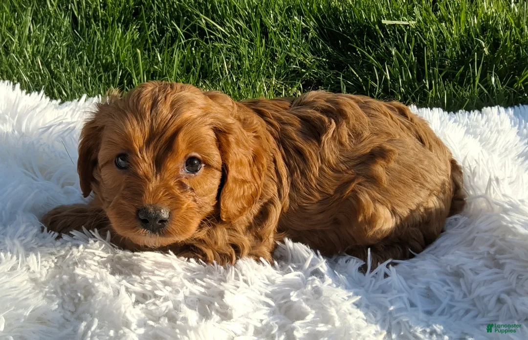 Cavapoo dogs for sale: Oscar  - Ad 2