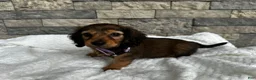 Miniature Dachshund dogs for sale: Cassie  - Ad 5