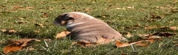 English Bulldog dogs for sale: Ginger Bee - Ad 5