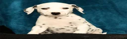 Dalmatian dogs for sale: Daisy - Ad 5