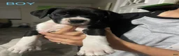 Mixed Breed dogs for sale: Mixed Breed 3 - Ad 1