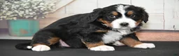 Bernese Mountain Dog dogs for sale: Helga AKC - Ad 4