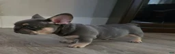 French Bulldog dogs for sale: Lil chunk - Ad 4