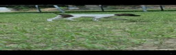 German Shorthaired Pointer dogs for sale: German Shorthaired Pointer 1 - Ad 7