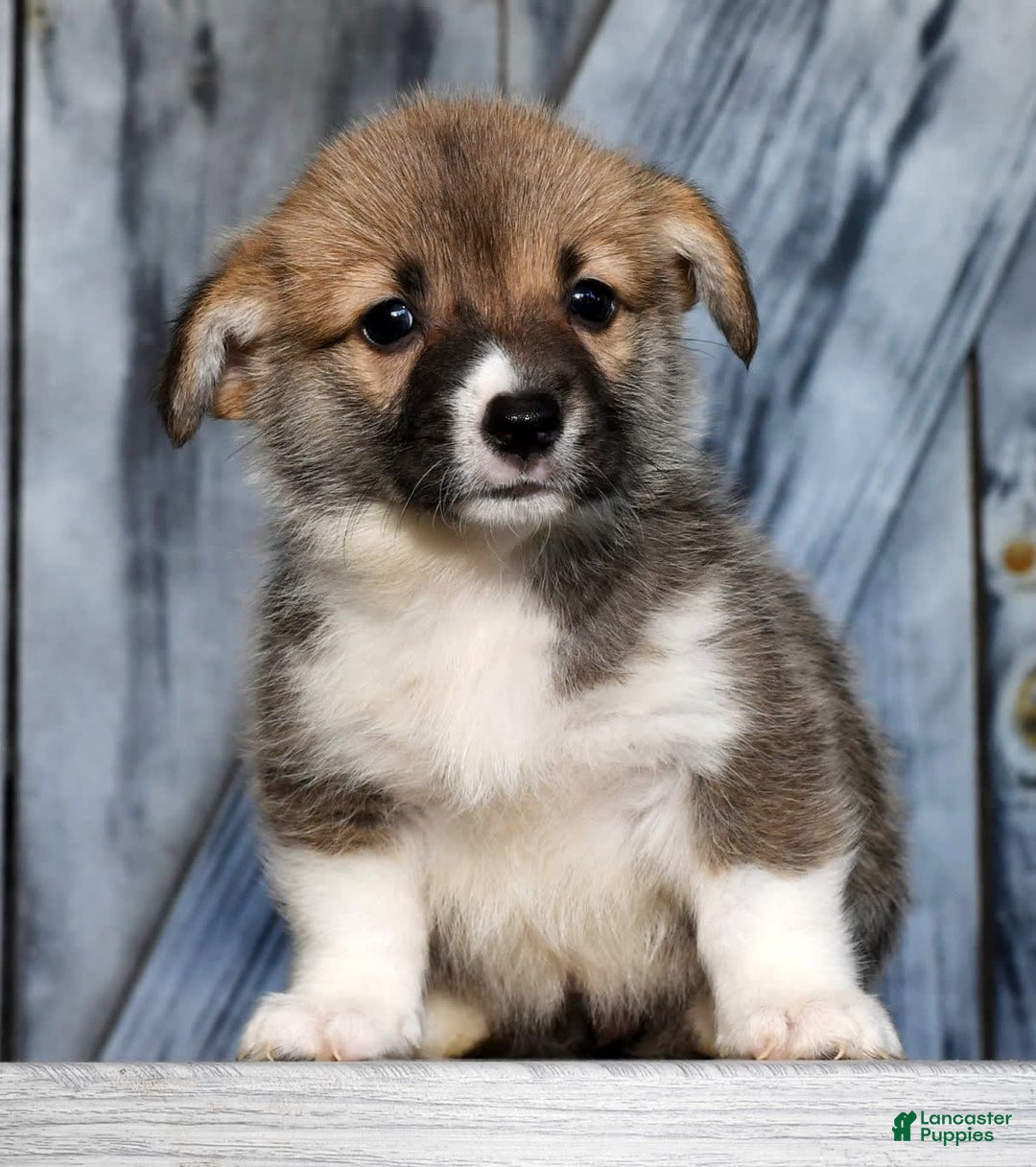 Gallery Image {{count}}