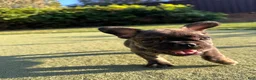 French Bulldog dogs for sale: French Bulldog 1 - Ad 3
