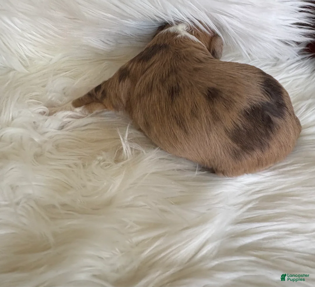 Mini Aussiedoodle dogs for sale: Mini Aussiedoodle Puppy 3 - Ad 13