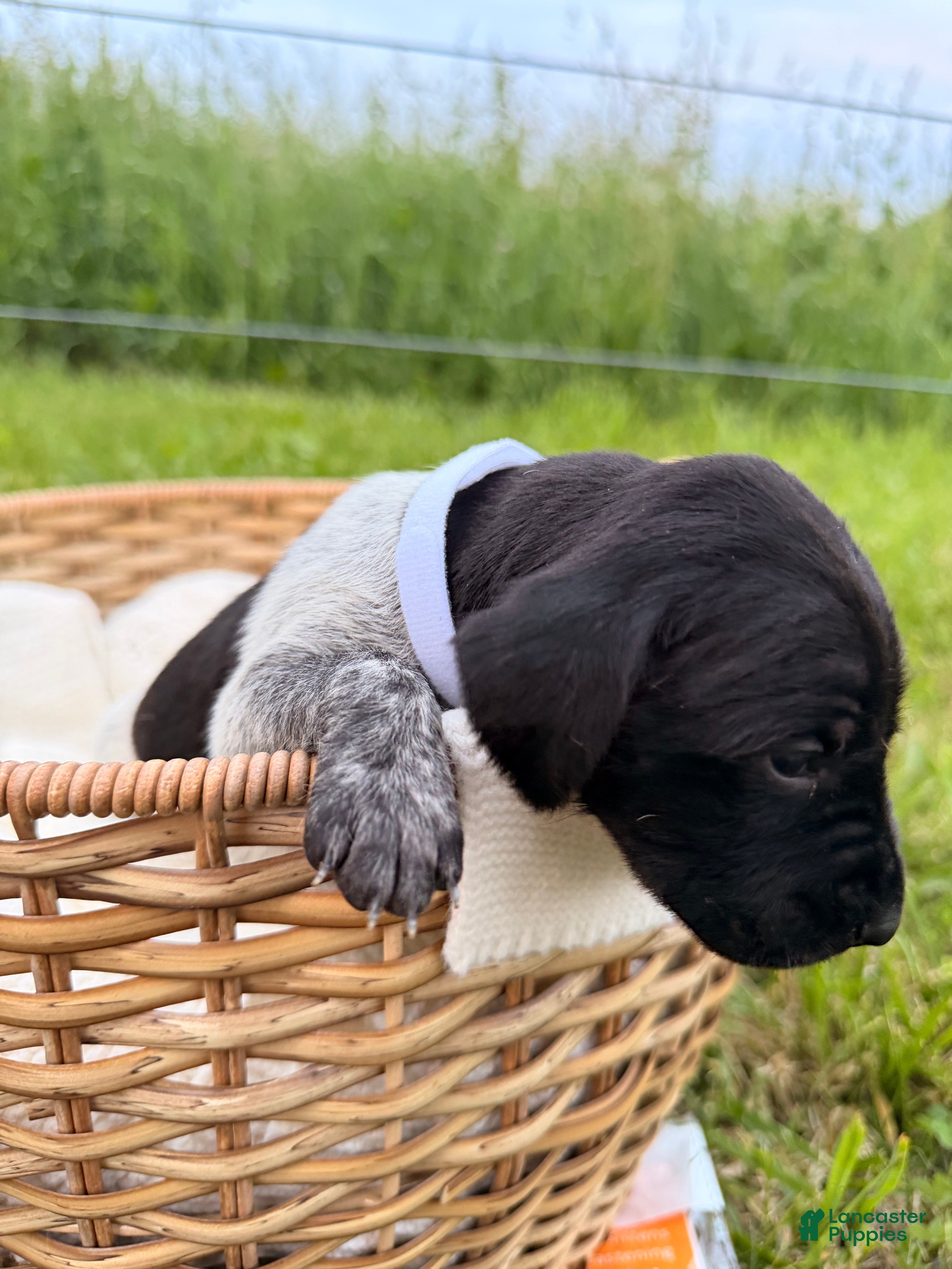 German Shorthaired Pointer dogs Aspen - Ad 2