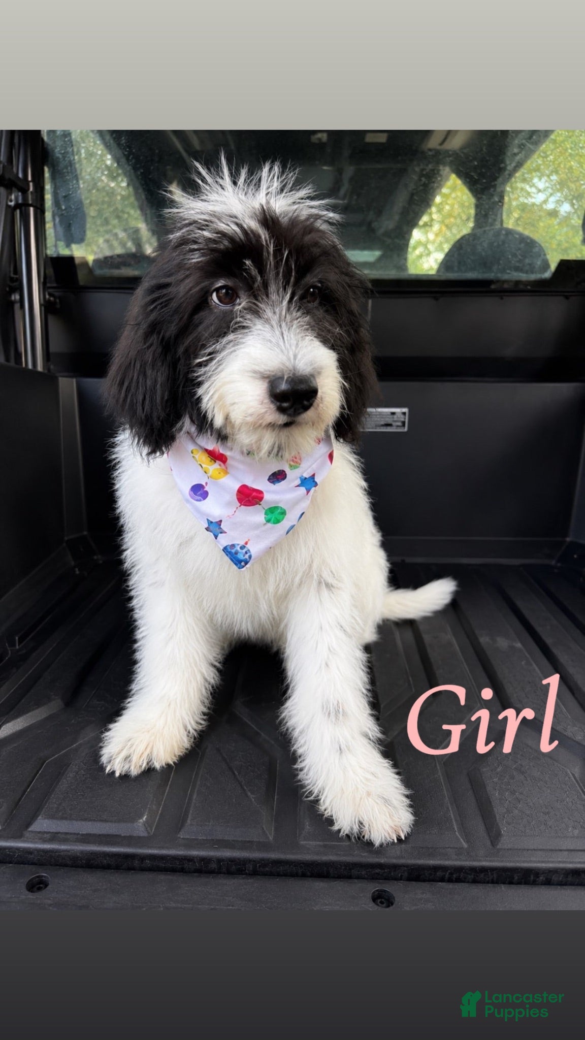 Mixed Breed dogs Mixed Breed 3 - Ad 1