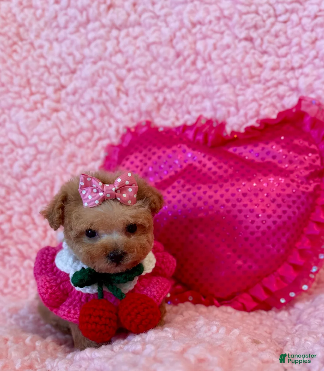 Toy Poodle dogs for sale: Munchkin tiny teacup - Ad 6