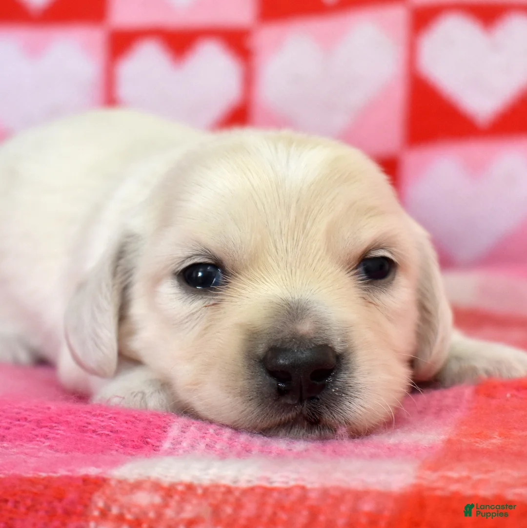 Miniature Dachshund dogs for sale: Sonny - Ad 1