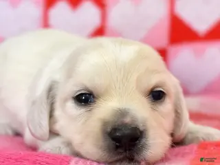 Miniature Dachshund dogs Sonny - Ad 4