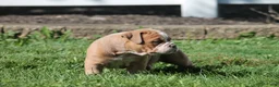 Olde English Bulldogge dogs for sale: Bluegates SABRINA - Ad 2