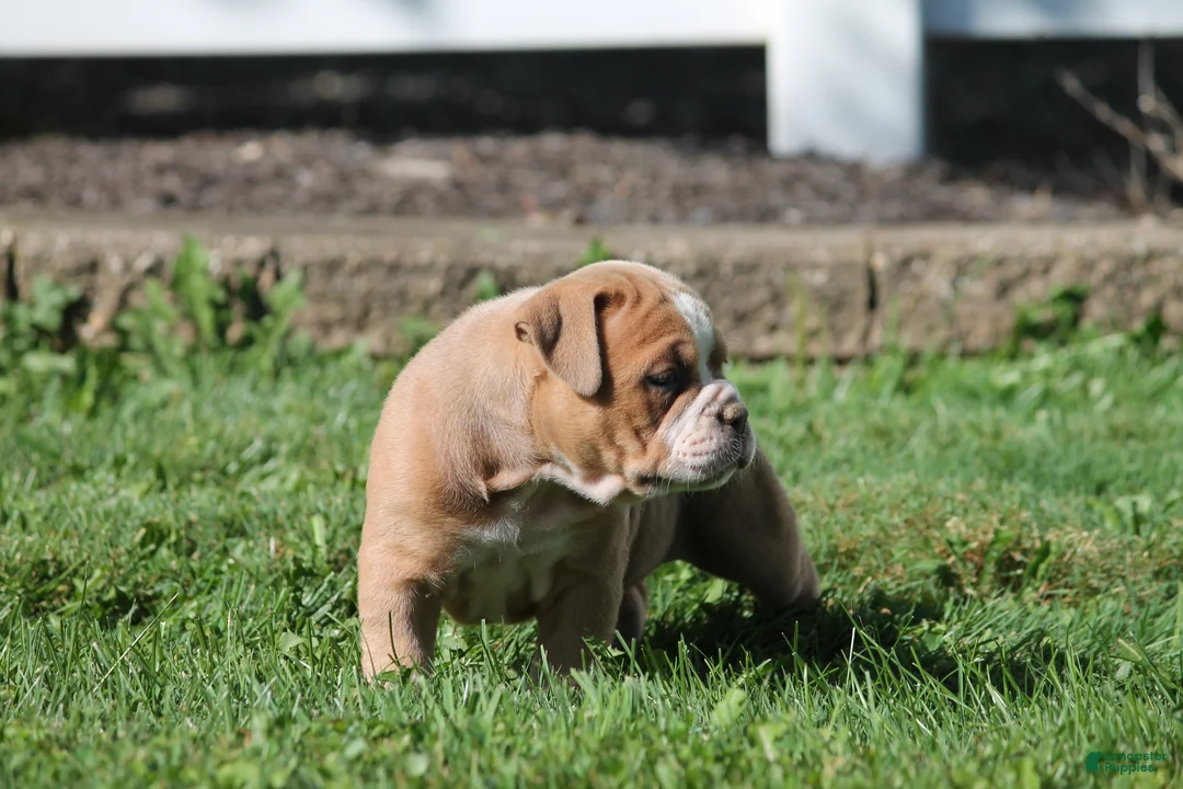 Olde English Bulldogge dogs for sale: Bluegates SABRINA - Ad 2