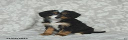 Mini Bernedoodle dogs for sale: Tulip - Ad 2