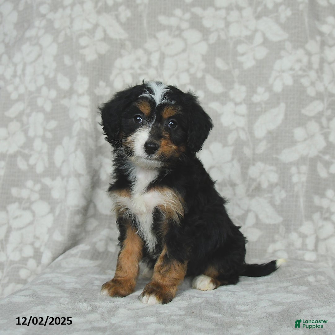 Mini Bernedoodle dogs for sale: Tulip - Ad 2