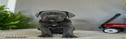 Cane Corso dogs for sale: Happy - Ad 3