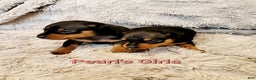 Miniature Pinscher dogs for sale: Pollie  - Ad 3
