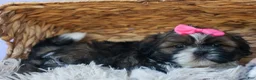Shih Tzu dogs for sale: RUBY - Ad 17