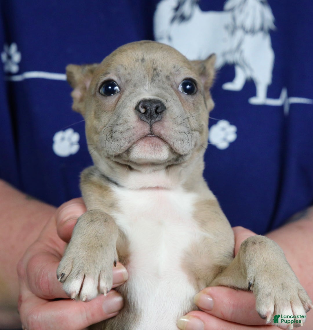 Frenchton dogs for sale: Bean - Ad 5