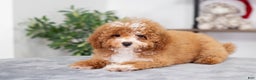 Miniature Poodle dogs for sale: Clara - Ad 3
