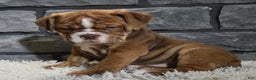 Mixed Breed dogs for sale: River  - Ad 1