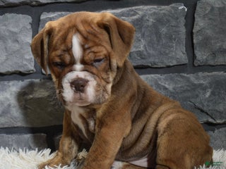 Mixed Breed dogs River - Ad 28