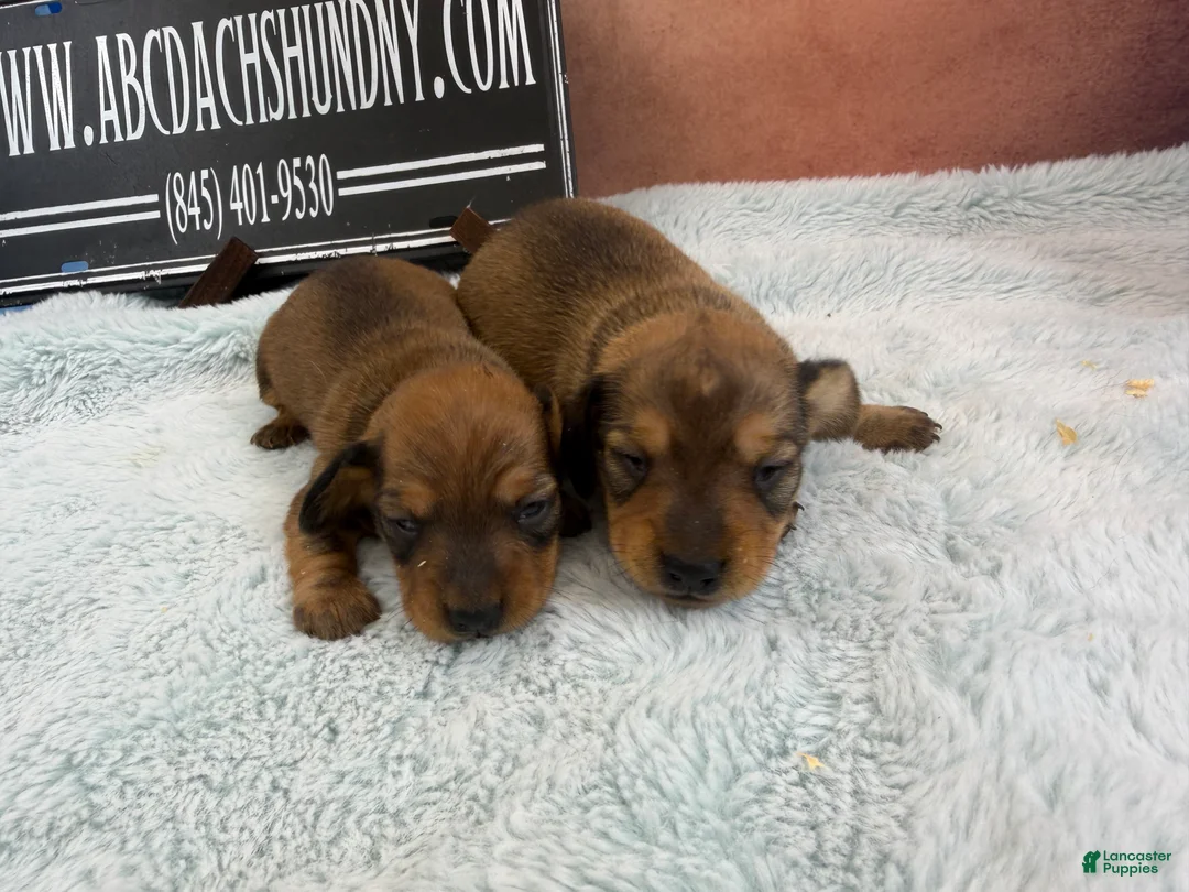 Miniature Dachshund dogs for sale: Miniature Dachshund Puppy 3 - Ad 1