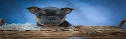 Frenchton dogs for sale: Peaches 🍑 — A Charming F2 Frenchton Puppy! - Ad 4