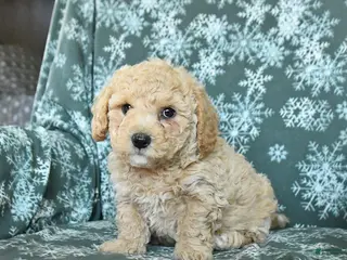 Toy Poodle dogs for sale: Peanut - Ad 1