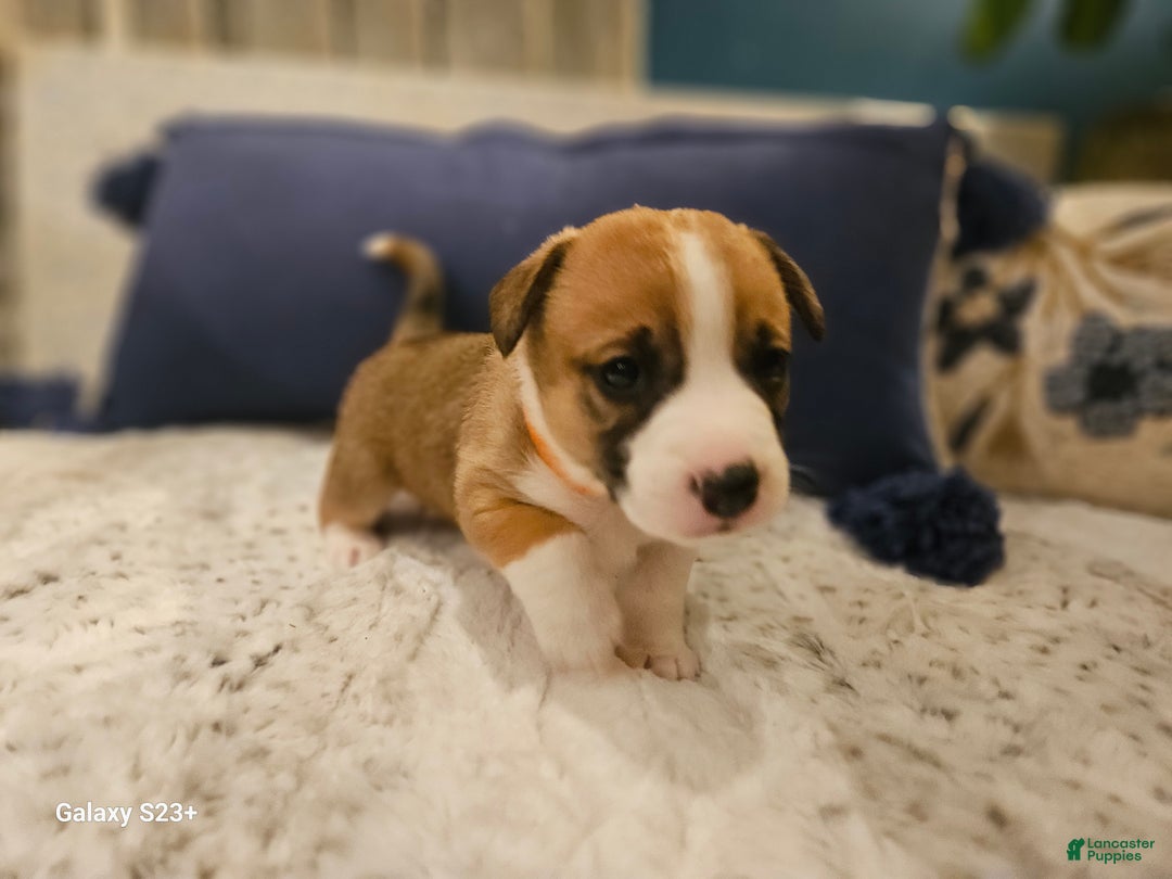 Mixed Breed dogs for sale: Indiana Jones - Ad 7