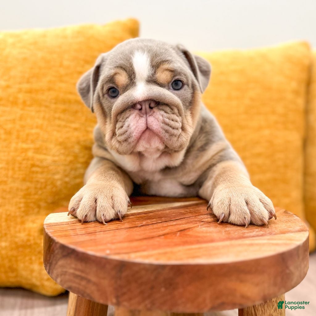 English Bulldog dogs Eleanor - Ad 1