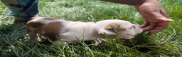 English Bulldog dogs for sale: Honey - Ad 3