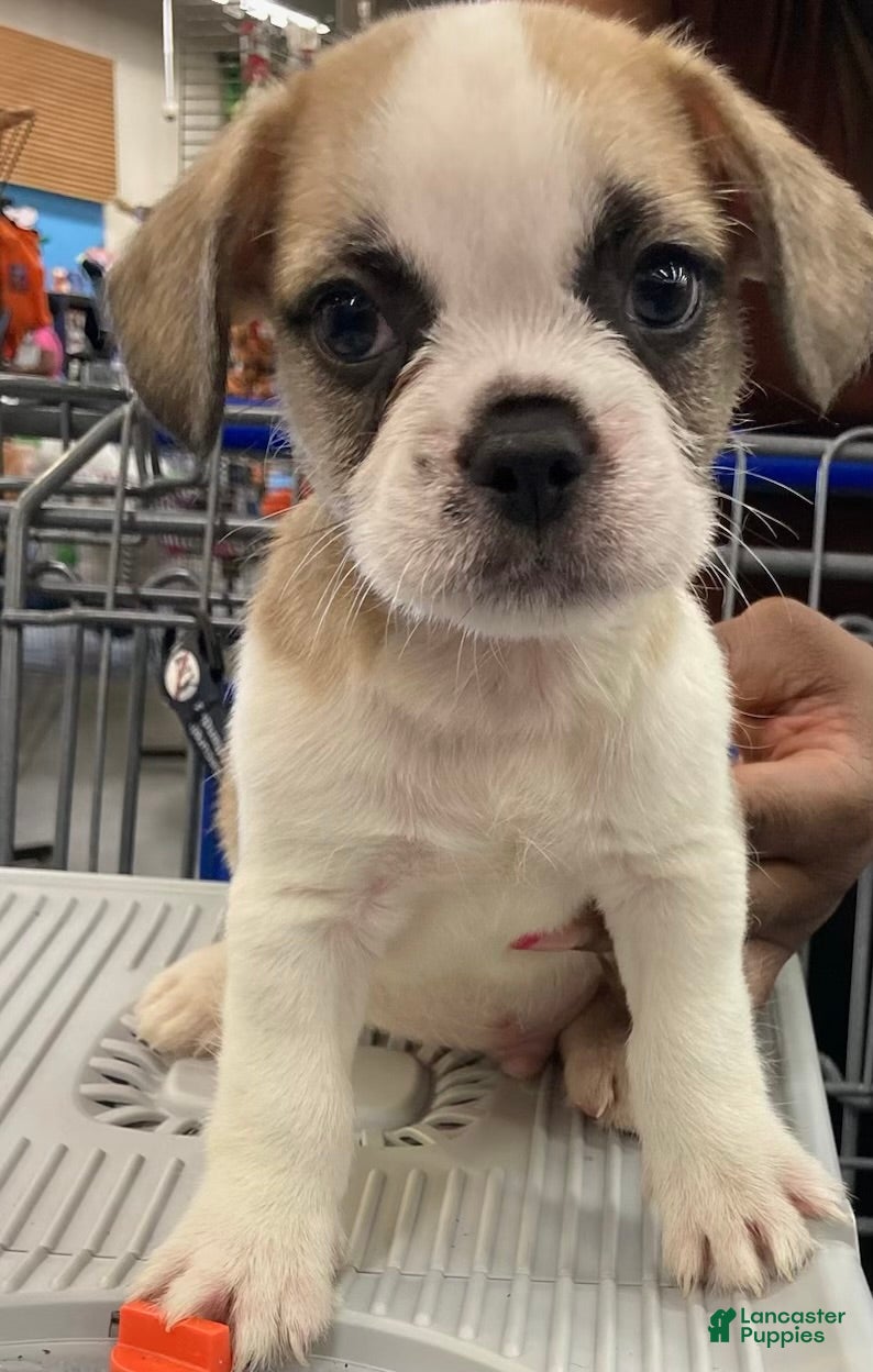 Mixed Breed dogs Titus - Ad 1