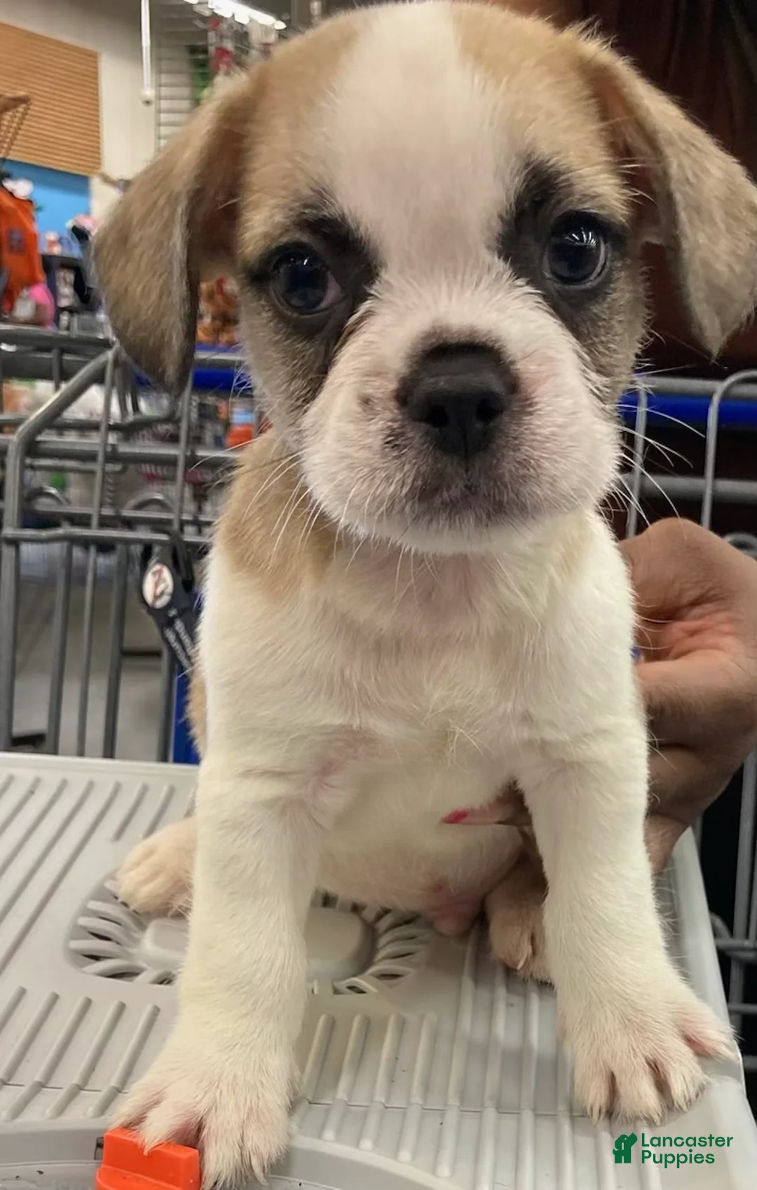 Mixed Breed dogs for sale: Titus - Ad 1