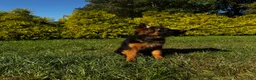 German Shepherd dogs for sale: Black - Ad 4