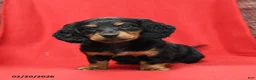 Miniature Dachshund dogs for sale: Scout - Ad 2