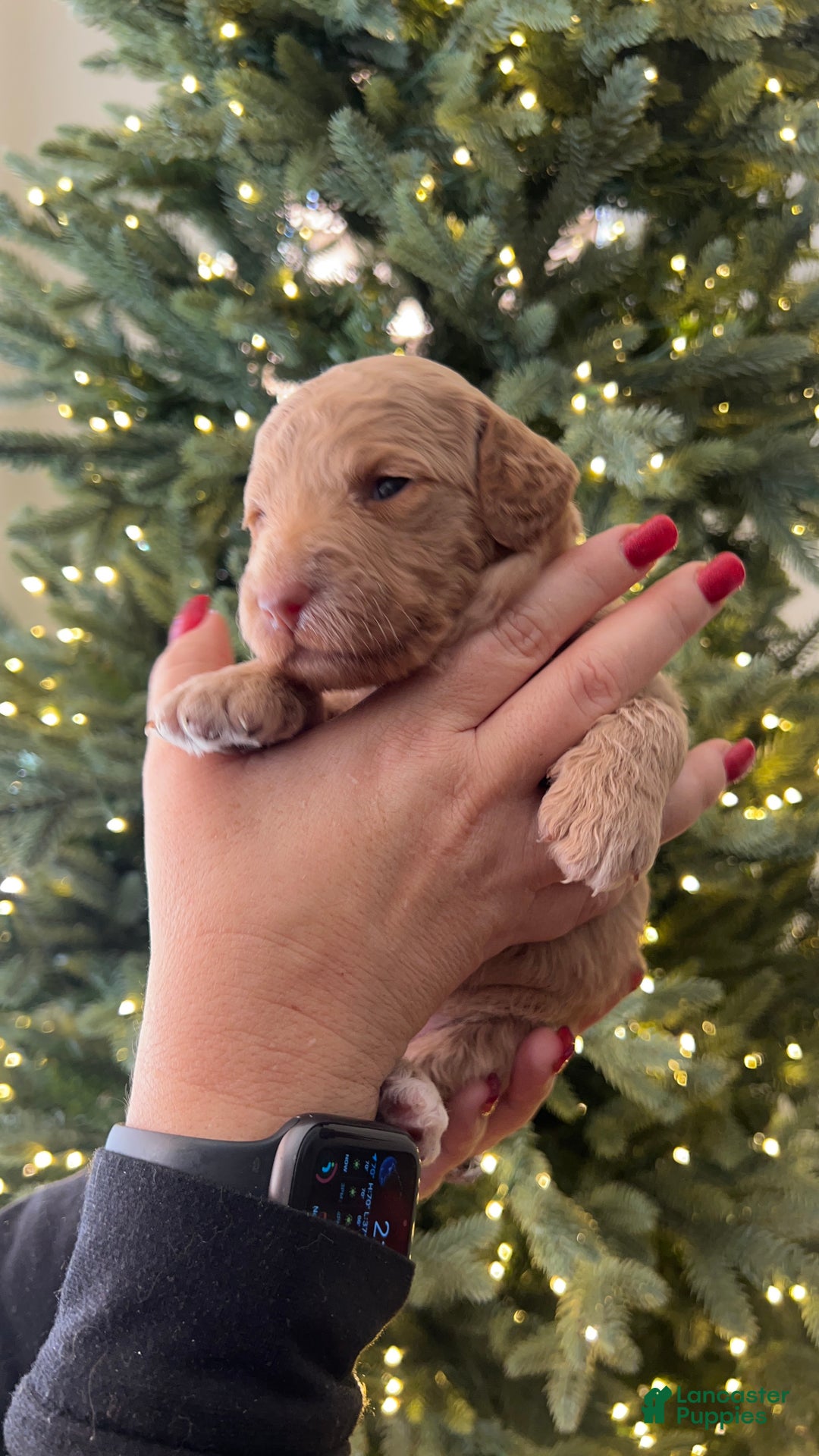 Goldendoodle dogs for sale: Grace – Apricot Medium Goldendoodle (F) – Companion Temperament Candidate - Ad 1