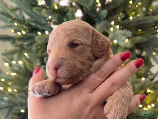 Goldendoodle dogs Grace – Apricot Medium Goldendoodle (F) – Companion Temperament Candidate - Ad 8