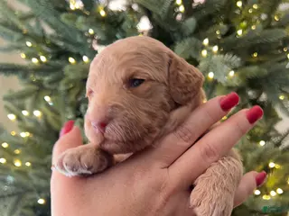 Goldendoodle dogs Grace – Apricot Medium Goldendoodle (F) – Companion Temperament Candidate - Ad 2