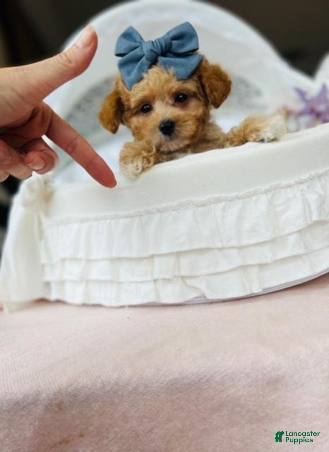 Toy Poodle dogs for sale: Tiny  Poodle Puppy 1 - Ad 1