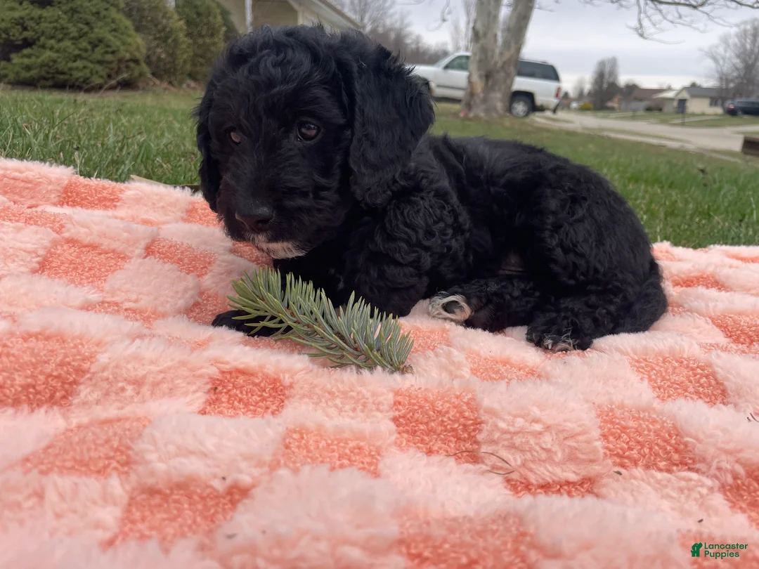 Labradoodle dogs for sale: Sailor - Ad 2