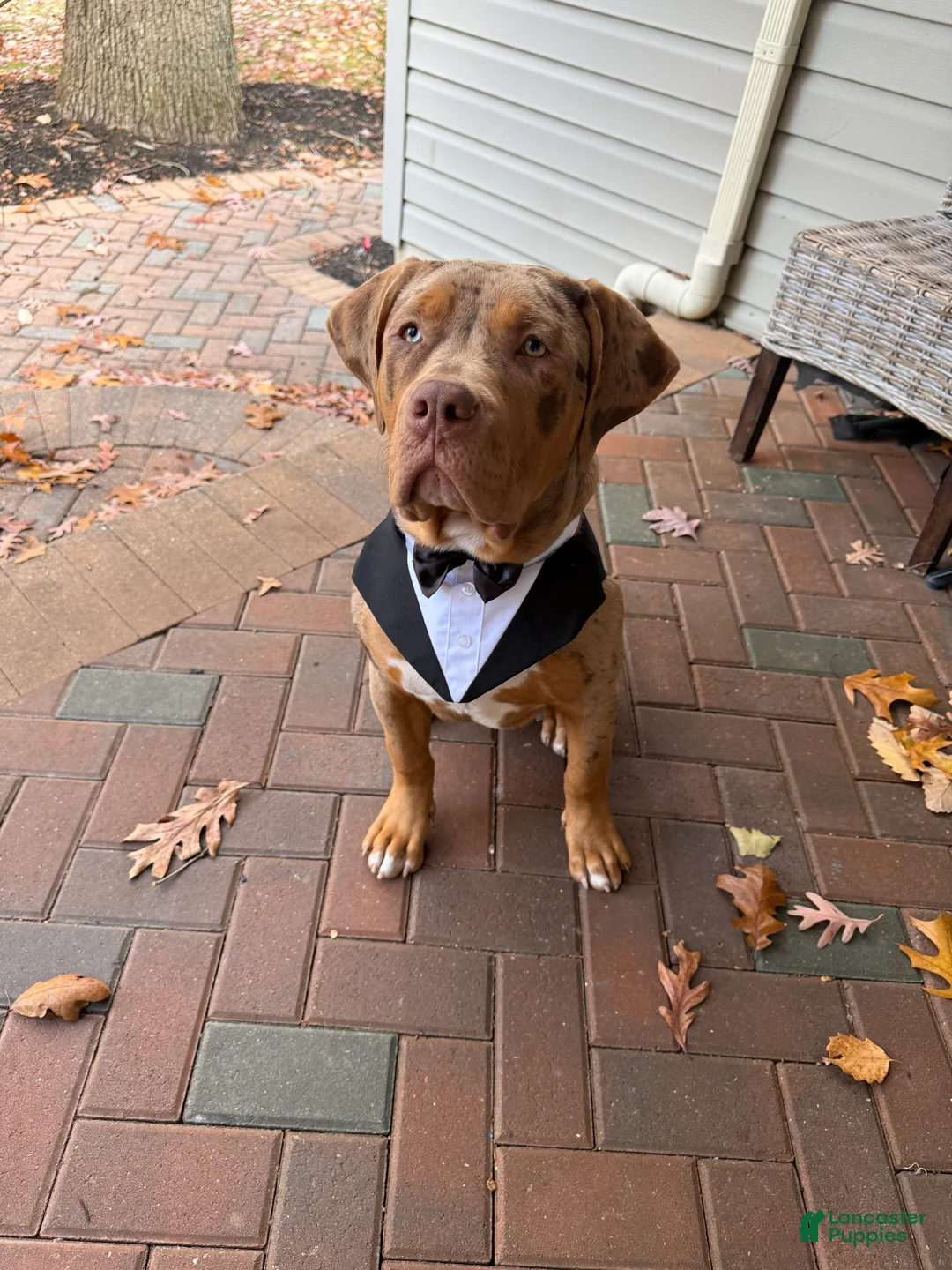 American Bully dogs for stud: Milo  - Ad 4