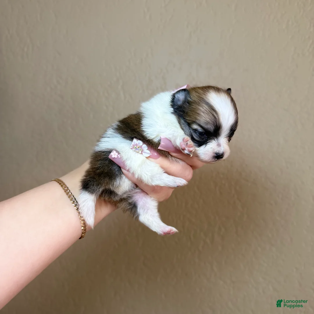 Pomeranian dogs for sale: Lady - Ad 2