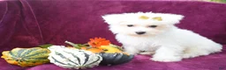 Maltese dogs for sale: Mason 🦴 - Ad 1
